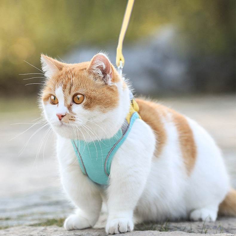 Chest Harness Cute Anti-Stroke Cat Walking Rope - Classy Collective