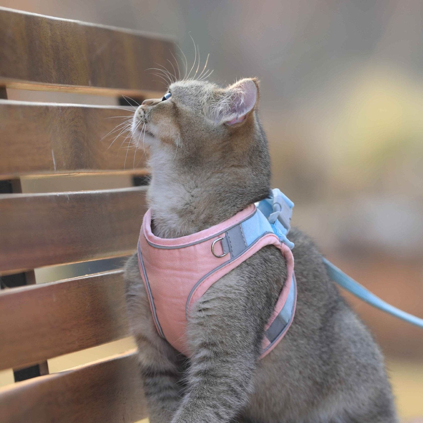 Chest Harness Cute Anti-Stroke Cat Walking Rope - Classy Collective