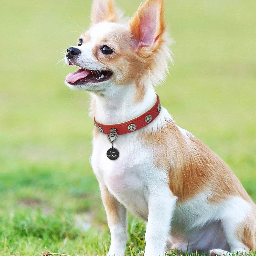 Pet leather collar - Classy Collective
