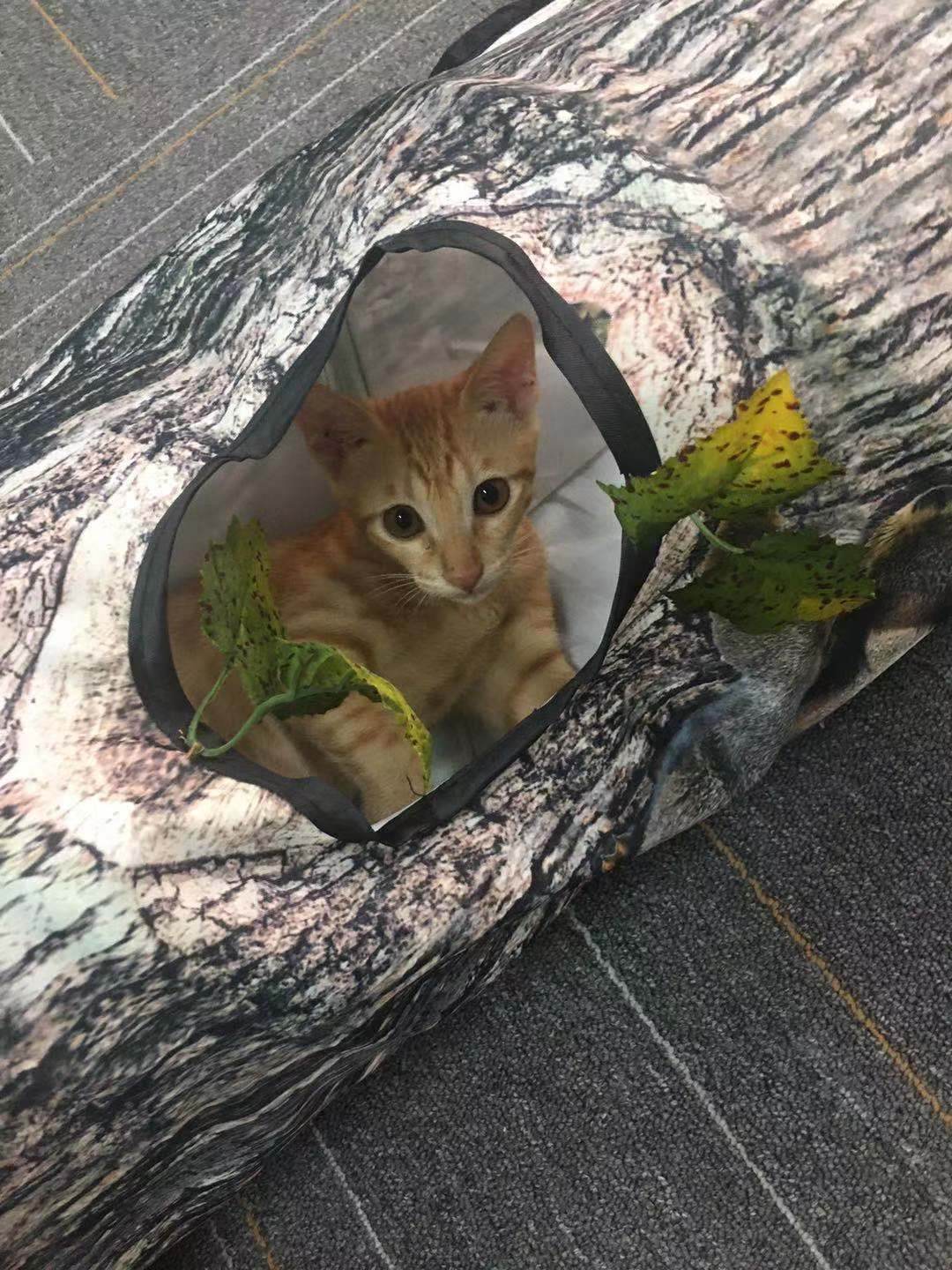 Tree Pattern Tunnel Pet Cat Toy - Classy Collective